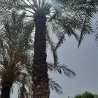 تكريب تنظيف وترتيب تعديل نخل بجميع انواعه عربي وشنطني