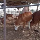 خبيش العدد 2 للبيع الموقع الشاقه الشماليه (على السووم)