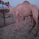 ناقه مهجنه سلالته فل