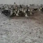 يوجد البط المسكوفي يوجد رومي صغير
