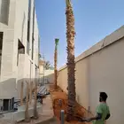 نخل وشنطي زينه ربست