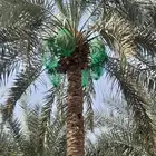 تكريب تنظيف تعديل تخيش نخل بجميع انواعه عربي وشنطني