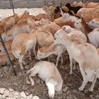 السلام عليكم ورحمه الله وبركاته اعرض لكم طليان رفيدي متسورد