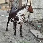 فحول منوة القاني ماشاء الله
