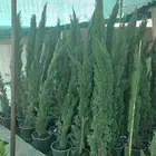مشتل مشاتل سرو ايطالي أشجار زهور ورد حدائق فراوله 0508528951