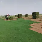 لجميع انواع الثيل الطبيعي درجة أولى صافي خالي من الحشاءش تور
