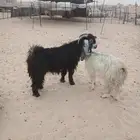 تيس ثني مشروط الموقع مليجه