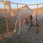بكره اللبيع