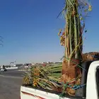 نخل اللبيع في النعيريه