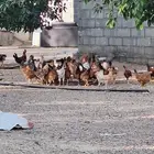 دجاج بلدي وديوك