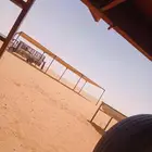 مضلات البل مضلات غنم مضلات سيارات مضلات   مضلات حواش