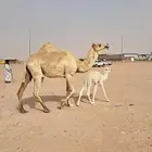 خلفة مغتر للبيع
