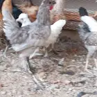 دجاج بلدي 24 حبه ودجاج برهام 12حبه العمر 4شهور ونصف الجوز 30