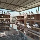 حمام هندي