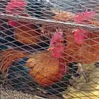 ديكه عطر شجعان يصلحن للانتاج لايسوم الا الصامل0