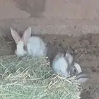 ارانب سولاله تتحمل الصيف