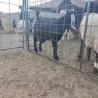ع ببالصوره التيس