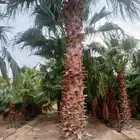 يوجد لدينا جميع انواع النخيل العربي والزينه