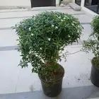 مشتل البستان لتنسيق الحدائق