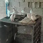 حمام منتج صحه ماشاء الله التواصل خاص.