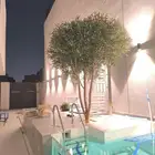 اشجار زيتون صناعي