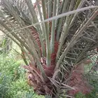 نخيل عربيه ونخيل واشطني زينه