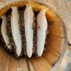 عسل الطلحه مضمون بمشيئة الله تعالى