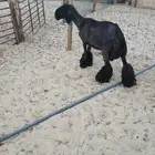 فحل عربي ثني طيب الموقع مليجه