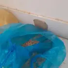 شبك روز