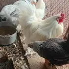 ديك براهما ابيض