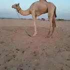 اعرض لكم ركبى جدع وطوع القعود سوداني ماصل ونضيف وسليم من الا