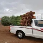 يوجد لدينا جميع انواع نخيل للبيع