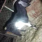 عنز للبيع