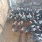 دجاج فيومي