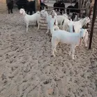 جذعات مشاريك خصم الموقع مليجه