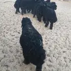 خرفان عرب كرايم جزله الموقع مليجه