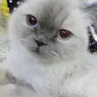 قطه هيمالايا للبيع