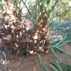 جث وغرس وتكريب النخيل والأشجار