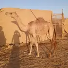 بكره اللبيع