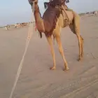 ارض لكم ركبى طوع السن جدع