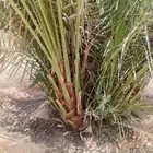 يوجد الدنيا جميع أنواع النخيل
