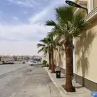 تكريب وزراعه نخل واشنطن امريكي