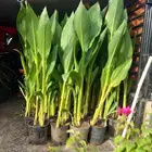 تنسيق أشجار وحدايق