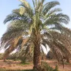 مطلوب نخل طوال للبيع