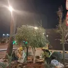 زيتون مثمر نيبالي واسباني ونخيل