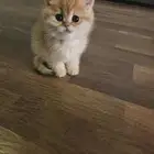 كتن سكوتش مسجل مستوى عالي ( تم البيع )