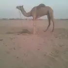 اعرض لكم ركبى جدع وطوع