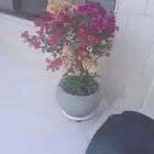 ابومحمد لتنسيق الحدائق