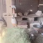 بغبغ شنير حجل للبيع 290