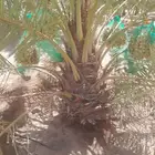 يوجد لدينا جميع انواع انخيل